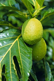 Breadfruit Tree Prints: Breadfruit