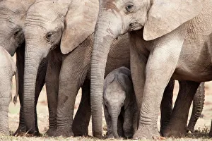 Breeding herd of elephant (Loxodonta africana), Addo Elephant National Park Breeding herd of elephant (Loxodonta africana), Addo Elephant National Park