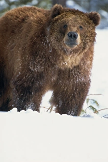 Brown bear (grizzly) (Ursus horribillis) in snow, North America Brown bear (grizzly) (Ursus horribillis) in snow, North America