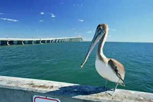 Brown Pelican Print in Tampa Bay, Florida