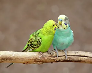 Two Budgerigars (common pet parakeet) (shell parakeet) (Melopsittacus undulatus Two Budgerigars (common pet parakeet) (shell parakeet) (Melopsittacus undulatus