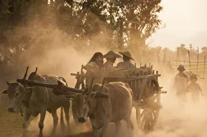 A bull cart kicks up a cloud of dust on the road to Indawgyi Lake, Kachin State, Myanmar (Burma) A bull cart kicks up a cloud of dust on the road to Indawgyi Lake, Kachin State, Myanmar (Burma)
