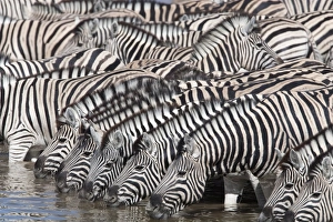 Burchells (plains) zebra (Equus burchelli), at waterhole, Etosha National Park Burchells (plains) zebra (Equus burchelli), at waterhole, Etosha National Park
