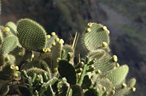 Contemporary European Landscapes Prints: Cactus, Madeira