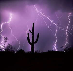 American Southwest Travel Destinations Prints: Cactus silhouetted against lightning