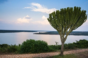 Cactus tree above the Kazinga Channel linking Lake George and Lake Edward at sunset Cactus tree above the Kazinga Channel linking Lake George and Lake Edward at sunset