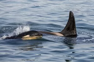Images Dated 14th May 2015: A calf and adult killer whale (Orcinus orca) surfacing in Glacier Bay National Park