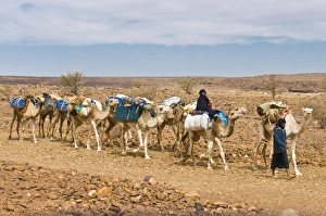 Camel caravan riding through the stone desert near Atar, Mauritania, Africa Camel caravan riding through the stone desert near Atar, Mauritania, Africa