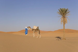 North Africa Desert Landscapes Prints: Camel, Erg Chebbi