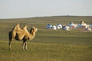 A camel with nomad yurt tents in the distance, Xilamuren grasslands A camel with nomad yurt tents in the distance, Xilamuren grasslands