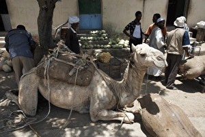 Camel relaxes after carrying watermelons to the town of Ghinda, Eritrea, Africa Camel relaxes after carrying watermelons to the town of Ghinda, Eritrea, Africa