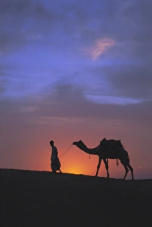Thar Desert Sunset Prints: Camel silhouetted against the sunset