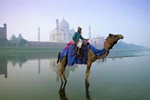 Camel by the Yamuna River with the Taj Mahal behind Camel by the Yamuna River with the Taj Mahal behind