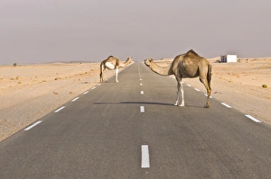 Camels standing on the road between Nouadhibou and Nouakchott, Mauritania, Africa Camels standing on the road between Nouadhibou and Nouakchott, Mauritania, Africa