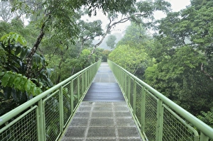 Canopy Walkway, Sepilok Rainforest Discovery Center, Sabah, Borneo, Malaysia Canopy Walkway, Sepilok Rainforest Discovery Center, Sabah, Borneo, Malaysia