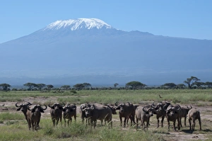 Cape buffalo, Amboseli National Park, with Mount Kilimanjaro in the background Cape buffalo, Amboseli National Park, with Mount Kilimanjaro in the background