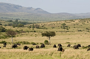 Images Dated 2nd October 2008: Cape Buffalo Print, Masai Mara National Reserve, Kenya