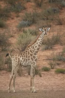 Images Dated 27th February 2015: Cape giraffe (Giraffa camelopardalis giraffa), Kgalagadi Transfrontier Park encompassing