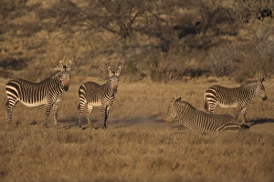 Southern Africa Landscape Prints: Cape mountain zebra