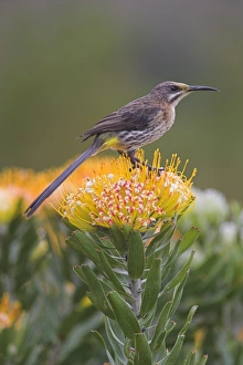 Cape Sugarbird Print on Pincushion Protea
