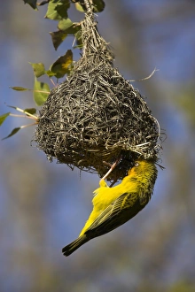 Western Cape Nature Photography Prints: Cape weaver