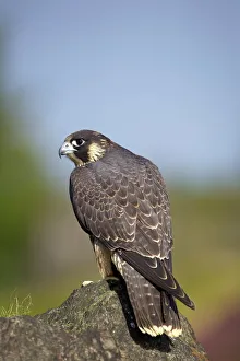 Captive Peregrine Falcon, Loughborough, Leicestershire, England, United Kingdom, Europe Captive Peregrine Falcon, Loughborough, Leicestershire, England, United Kingdom, Europe