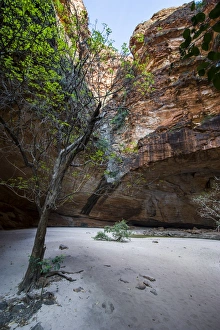 Cathedral Gorge in the Purnululu National Park, UNESCO World Heritage Site, Bungle Bungle mountain range Cathedral Gorge in the Purnululu National Park, UNESCO World Heritage Site, Bungle Bungle mountain range
