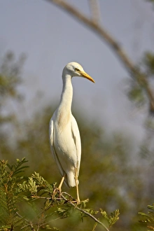 Nature Park Scenery Prints: Cattle egret (Bubulcus ibis)