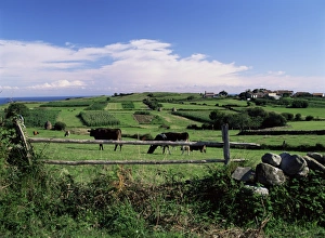 European Farming Prints: Cattle in field