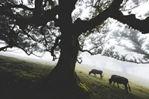 Cattle grazing in the mist inside the ancient Laurissilva forest of Fanal, Madeira island Cattle grazing in the mist inside the ancient Laurissilva forest of Fanal, Madeira island