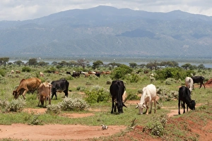 Cattle illegally grazing into the Tsavo West National Park near Lake Gipe, Kenya Cattle illegally grazing into the Tsavo West National Park near Lake Gipe, Kenya