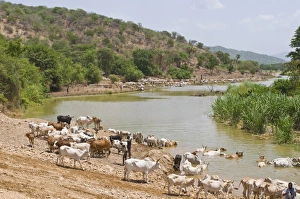 Cattle at the Omo River, Omo Valley, Ethiopia, Africa Cattle at the Omo River, Omo Valley, Ethiopia, Africa