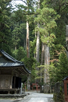 Cedar trees at Futarasan Shinto Shrine, Nikko Temples, UNESCO World Heritage Site Cedar trees at Futarasan Shinto Shrine, Nikko Temples, UNESCO World Heritage Site