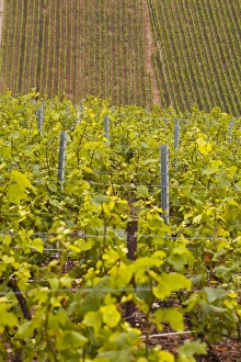 Champagne vineyards near to Les Riceys in the Cote des Bar area of the Aube department Champagne vineyards near to Les Riceys in the Cote des Bar area of the Aube department