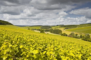 Champagne vineyards above the village of Viviers sur Artaut in the Cote des Bar area of Champagne vineyards above the village of Viviers sur Artaut in the Cote des Bar area of