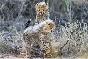 Images Dated 16th June 2016: Cheetah (Acinonyx jubatus) cubs, Kgalagadi Transfrontier Park, Northern Cape, South Africa