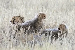 Images Dated 16th June 2016: Cheetah (Acinonyx jubatus) with cubs, Kgalagadi Transfronter Park, Northern Cape