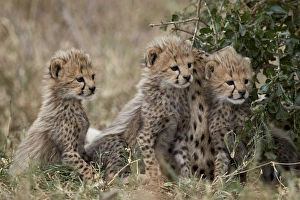 Three cheetah (Acinonyx jubatus) cubs about a month old, Serengeti National Park Three cheetah (Acinonyx jubatus) cubs about a month old, Serengeti National Park