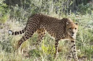 Images Dated 1st June 2011: Cheetah, (Acinonyx jubatus), Namibia, Africa