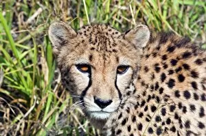 Images Dated 1st June 2011: Cheetah, (Acinonyx jubatus), Namibia, Africa