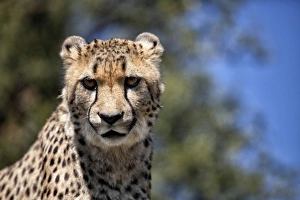 Cheetah against blue sky, Amani Lodge, near Windhoek, Namibia, Africa Cheetah against blue sky, Amani Lodge, near Windhoek, Namibia, Africa