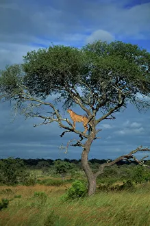 South Africa Wildlife Prints: Cheetah in a tree