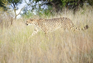 Cheetah walking through tall grass, Amani Lodge, near Windhoek, Namibia, Africa Cheetah walking through tall grass, Amani Lodge, near Windhoek, Namibia, Africa