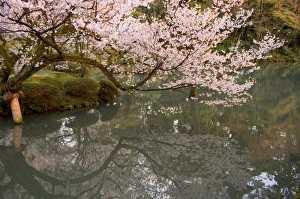 Prints of Cherry blossom, Kenrokuen Garden, Kanazawa city, Ishigawa prefecture, Honshu island, Japan, Asia Solomon Islands Prints: Cherry Blossom Print, Kenrokuen Garden