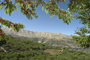 Middle East Heritage Sites Prints: Cherry tree
