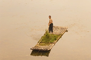 Chinese man gathering seagrass on Li Jiang River, Guangxi Province, China, Asia Chinese man gathering seagrass on Li Jiang River, Guangxi Province, China, Asia