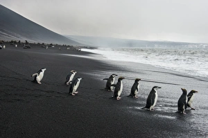 Chinstrap penguin group (Pygoscelis antarctica), Saunders island, South Sandwich Islands Chinstrap penguin group (Pygoscelis antarctica), Saunders island, South Sandwich Islands