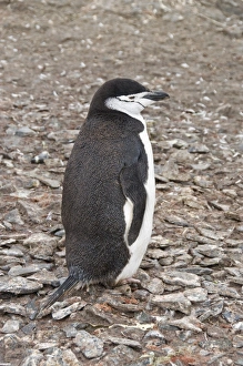 Chinstrap penguin, Hannah Point, Livingstone Island, South Shetland Islands Chinstrap penguin, Hannah Point, Livingstone Island, South Shetland Islands