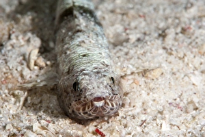 Indonesia Underwater Photography Prints: Clearfin lizardfish (Synodus dermatogenys), Sulawesi, Indonesia, Southeast Asia, Asia