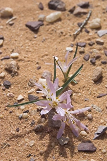 Wadi Rum Jordan Prints: Close up of a colchicum crocus